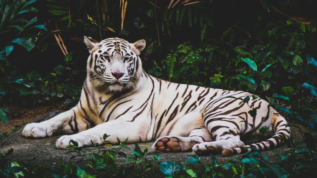 White Tiger