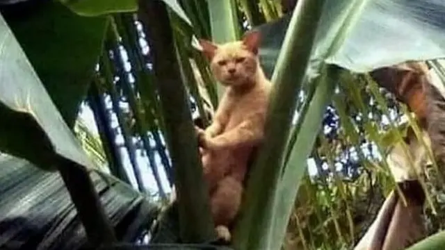 6 Aksi Kucing Santai di Atas Pohon Ini Nyeleneh Pol, Ekspresinya Lucu ...