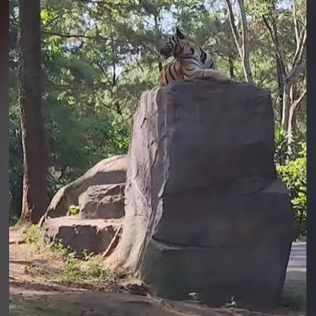 Bella Bonita dan Denny Caknan Buka Kaca Mobil Saat Melihat Harimau di Taman Safari, Bukankah Dilarang?