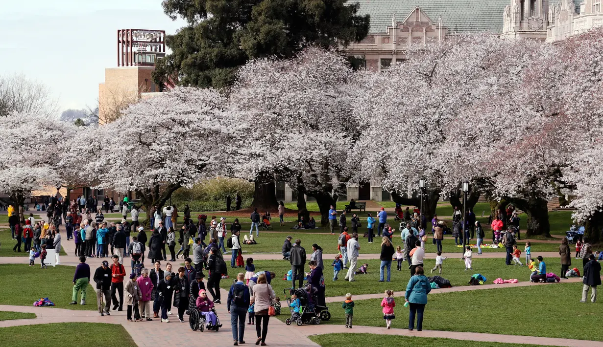 Orang-orang menikmati bunga sakura pada hari pertama musim semi di kampus Universitas Washington, Seattle, Selasa (20/3). Setiap tahun ketika pohon sakura Yoshino di ibu kota AS ini bermekaran, banyak wisatawan yang ikut merayakan. (AP/Elaine Thompson)