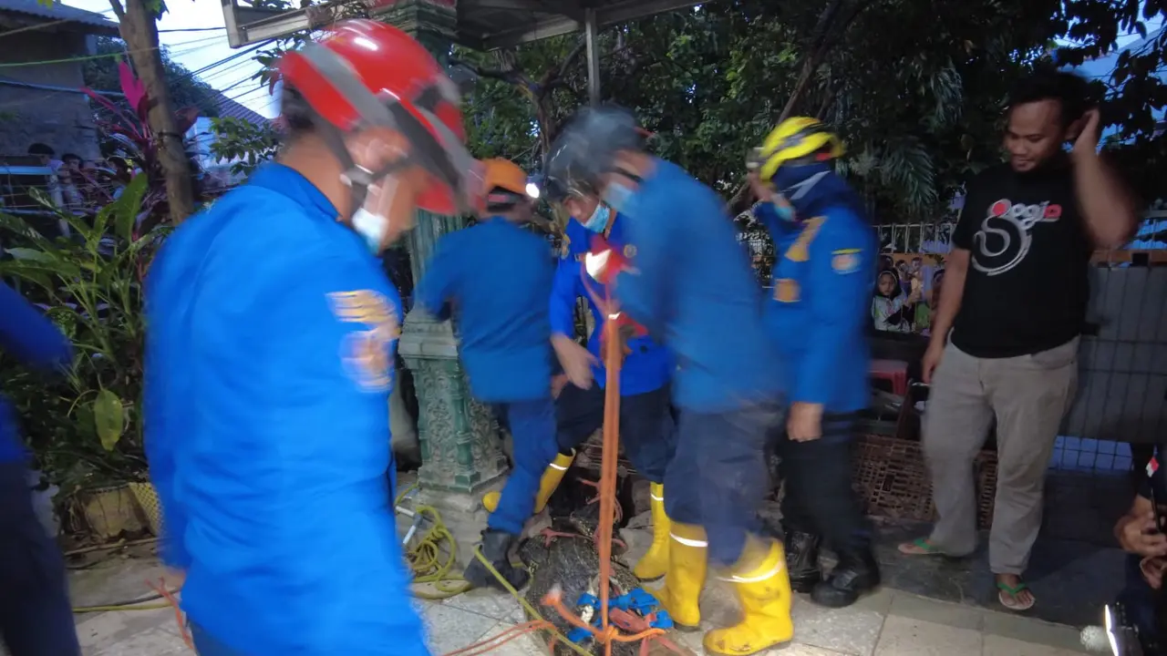 Anggota Dinas Pemadam Kebakaran dan Penyelamatan Kota Depok melakukan evakuasi buaya yang terlepas dari kandang