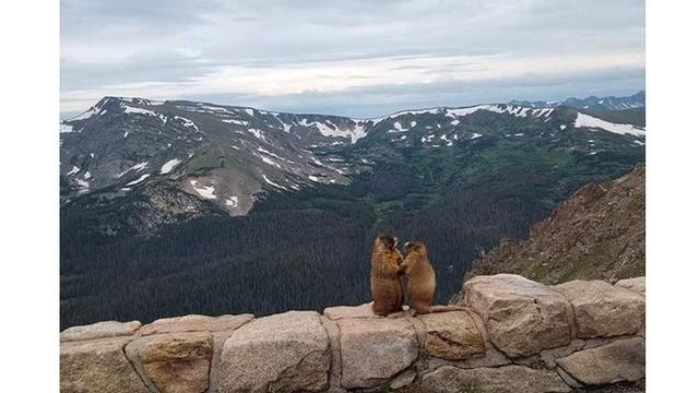 Tak Disangka 7 Potret Tingkah Laku Hewan Ini Seperti dalam Film