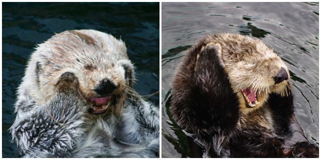 'Aduh bisa saj, aku jadi malu,' kata berang-berang ini.