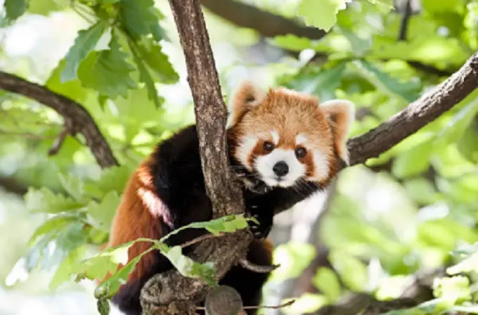 Ilustrasi panda merah (iStock)