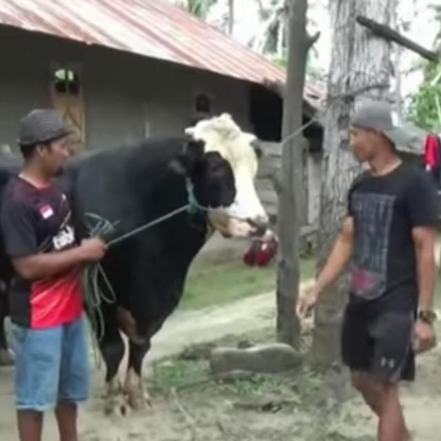 Headline Si Kliwon Sapi Kurban 1 1 Ton Dari Presiden Jokowi Regional Liputan6 Com