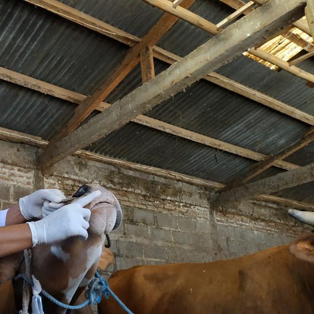 720 Koleksi Gambar Cara Menyembelih Hewan Kurban HD Terbaru