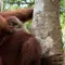 Kabar dari Hutan Jantho Jelang HUT RI ke-81, Wenda Lahirkan Bayi Orang Utan