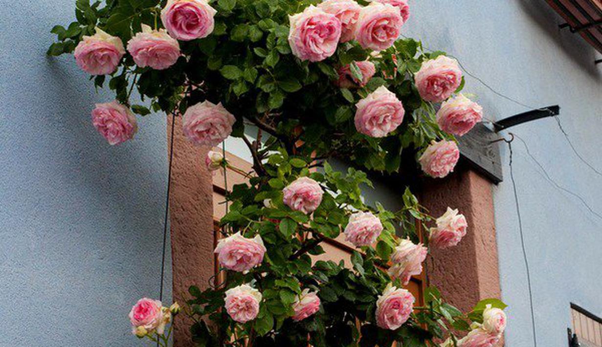 Ide Taman Bunga Mawar Rambat Buat Rumah Bagai di Dunia 