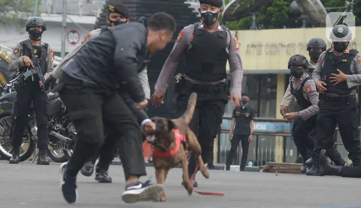 Anggota polisi dengan anjing pelacak melakukan simulasi penangkapan terduga pengedar narkoba dalam upacara penutupan pelatihan Tim Patroli Perintis Presisi di Polda Metro Jaya, Jakarta, Selasa (30/11/2021). (merdeka.com/Imam Buhori)