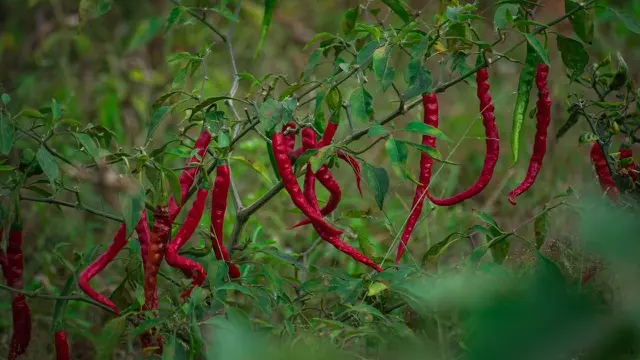 Pohon Cabai