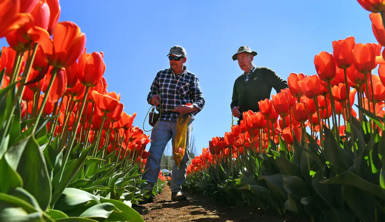 Pengontrol kualitas Laurie Hampton dan Frank Dalm memeriksa tulip selama Tesselaar Tulip Festival di Melbourne (27/9). Pengunjung antusias melihat lebih dari satu juta warna-warni bunga, termasuk 900.000 tulip. (AFP Photo/William West)