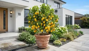 Cara Membuat Pohon Lemon Cepat Berbuah dan Panen Lebat Meski Ditanam di Pot