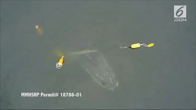 Seekor ikan paus Humpback terjerat tali pancing yang menarik ikan paus ini ke dasar laut dan membuatnya kesulitan bernapas.