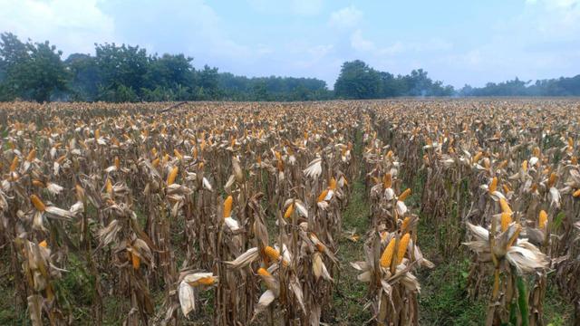 Wabah Corona Tak Surutkan Petani Grobogan Panen Padi dan Jagung