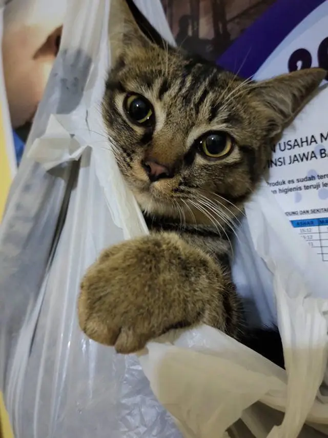 10 Potret Lucu Kucing di Dalam Tas Kresek, Ekspresinya Bikin Kasihan