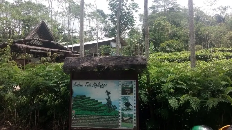 Kopi Nglinggo