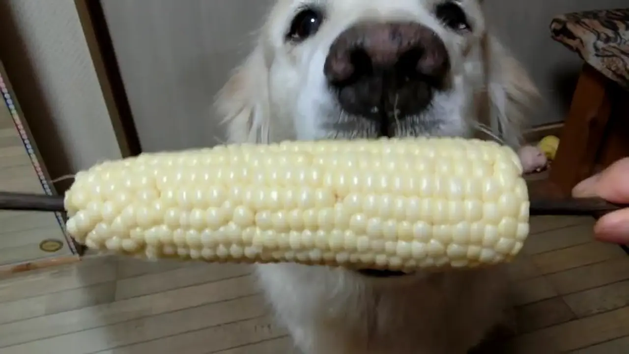 Lucunya Anjing Pemakan Jagung 