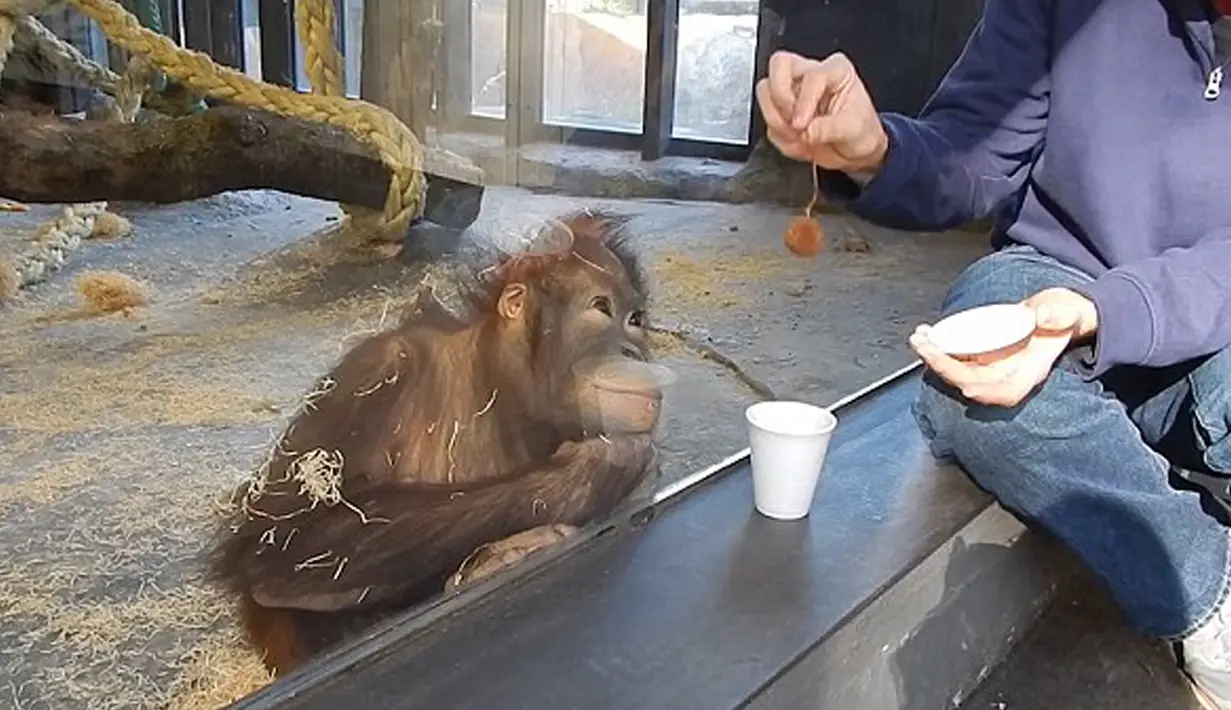 Sebuah rekaman menunjukkan, seekor Orangutan tampak memandang heran saat menyaksikan trik sulap sederhana yang dilakukan salah seorang pengunjung di sebuah kebun binatang di Amerika Serikat. (dailymail.co.uk)