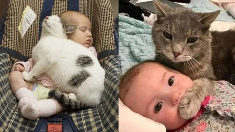 Jadi Teman Si Kecil, Ini 7 Potret Kucing saat Jaga Bayi Ini Menggemaskan