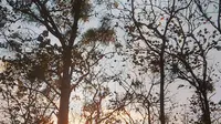 Menikmati Keindahan Gunung Manggir Blora yang Memesona