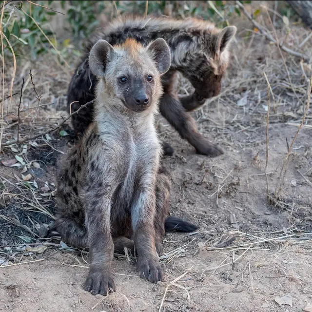 Hyena