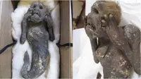 Misteri putri duyung diduga terungkap, ternyata buatan manusia tahun 1800-an. (Sumber gambar: Pen News/Hiroshi Kinoshita)
