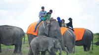 Para pengunjung berlibur dengan bermain dan menaiki punggung Gajah Sumatera (Liputan6.com / Nefri Inge)