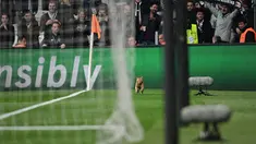 Seekor kucing masuk ke lapangan dan menginterupsi laga antara Besiktas kontra Bayern Munchen pada leg kedua 16 besar Liga Champions di Stadion Vodafone, Kamis (15/3). Kucing itu  sempat mengganggu jalannya pertandingan pada menit ke-50. (OZAN KOSE/AFP)