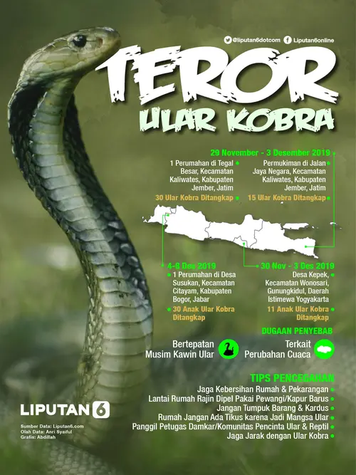 Infografis Teror Ular Kobra