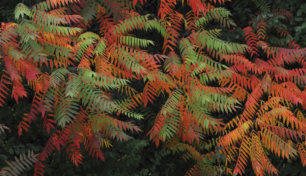 Daun berubah warna saat musim gugur di Citizens Park, Barrington, Illinois, Amerika Serikat, 12 Oktober 2020. (Mark Welsh/Daily Herald via AP)