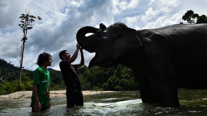 Pawang dan pengunjung menyentuh gajah betina sumatra sebelum memandikannya di sungai di Conservation Respons Unit (CRU) Sampoiniet, Aceh, Minggu (7/6/2020). Memasuki masa new normal, CRU Sampoiniet kembali membuka wisata konservasi meski membatasi jumlah kunjungan wisatawan. (CHAIDEER MAHYUDDIN/AFP)