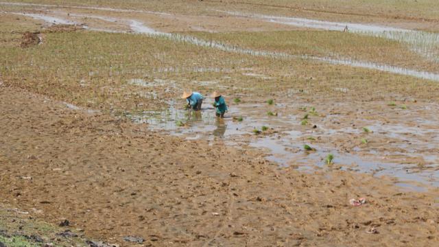 Kering Saat Kemarau, Situ Kamojing di Karawang Jadi Coklat Kehijauan