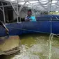 Peternak Kelompok Pembudidaya Ikan Maju Bersama memberikan pakan lele dengan metode pemeliharaan probiotik, Ciluar, Bogor, Jawa Barat, Selasa (6/8/2019). Kelompok Pembudidaya Ikan Maju Bersama teridiri dari 15 peternak lokal yang didirkan sejak tahun 2014. (merdeka.com/Arie Basuki)