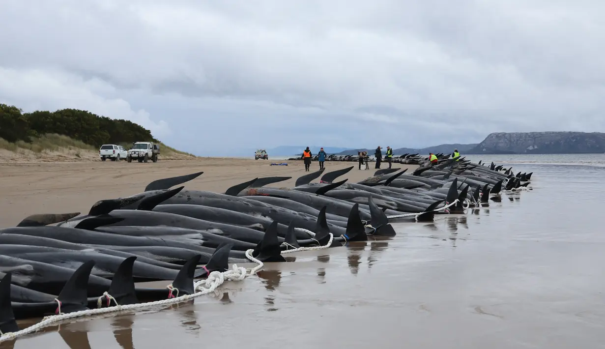 Personel layanan satwa liar negara bagian Tasmania memeriksa bangkai paus pilot, berjumlah hampir 200, setelah mereka ditemukan terdampar pada hari sebelumnya di Macquarie Heads di pantai barat Tasmania, pada 23 September 2022. Hampir 200 paus telah mati di tempat terbuka, pantai yang disapu ombak di pantai barat Tasmania yang terjal, penyelamat Australia hanya dapat menyelamatkan beberapa lusin paus yang selamat pada 22 September. (AFP/Glenn Nicholls)