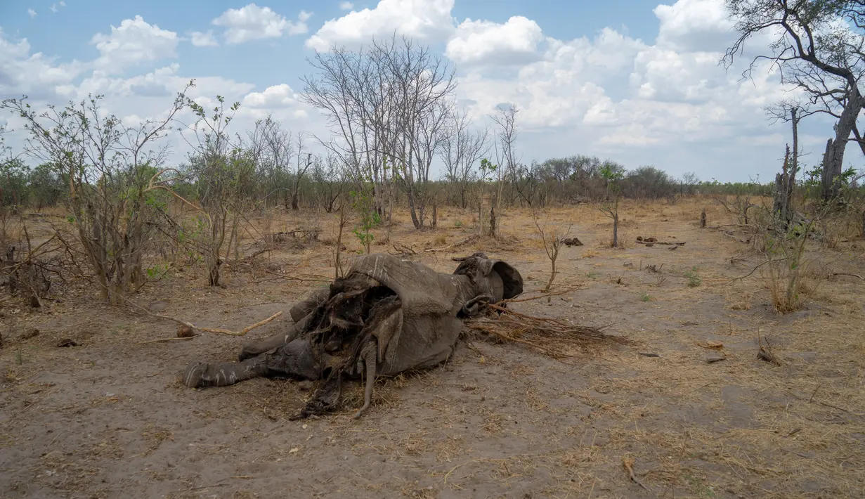 Bangkai gajah yang mati karena kekeringan tergeletak di Taman Nasional Hwange, Zimbabwe, Selasa (12/11/2019). Lebih dari 200 gajah di Taman Nasional Hwange mati akibat kekeringan. (ZINYANGE AUNTONY/AFP)
