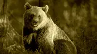 Penemuan beruang yang ditembak mati menyulut amarah warga. Karena beruang sudah menjadi bagian dari kehidupan warga setempat.