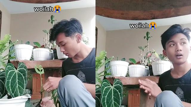 Pemuda menjatuhkan tanaman hias milik sang ibu