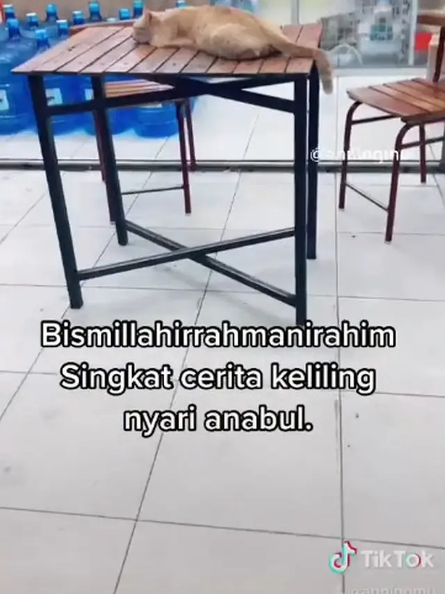 Dermawan, Pria Ini Rutin Beri Makan Kucing Liar yang Kelaparan