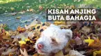 Walau tidak memiliki indra pengelihatan, anjing ini terlihat bahagia