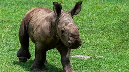 Seekor anak badak putih berjalan-jalan di Padang Rumput Afrika, di Kebun Binatang Nasional Kuba di Havana, pada 23 Juni 2022. Badak putih adalah spesies yang sangat terancam oleh perburuan liar di Afrika. (YAMIL LAGE / AFP)