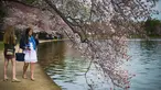 Wisatawan menggunakan kamera ponsel untuk mengambil gambar dari bunga sakura yang mulai mekar di Tidal Basin, Washington DC, Selasa (22/3). (Jim Watson/AFP)