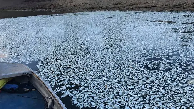 Ikan Mati di Australia