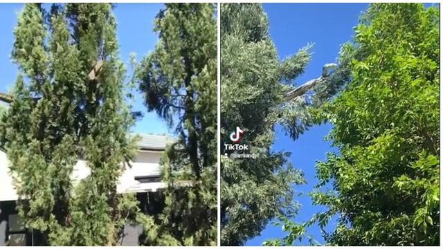 Momen Ular Piton Jumbo Merayap di Atap Rumah ke Pohon Ini Bikin Merinding