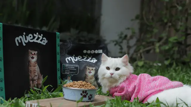 Tips Foto Session Bersama Kucing Kesayangan, Siap Terpesona sama Hasil Jepretannya?