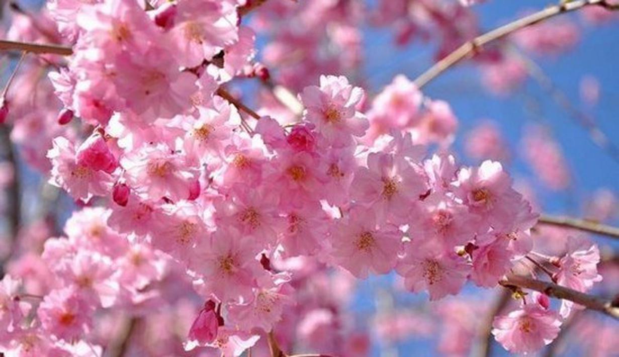 Foto Bunga Sakura Terindah  Di Dunia GAMBAR BUNGA 