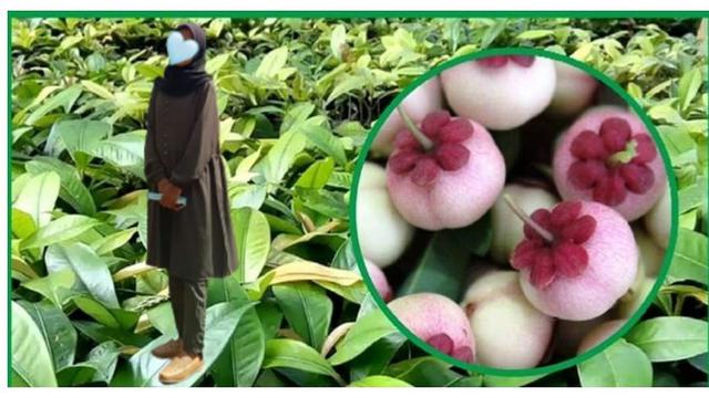 Wanita Ini Minta Latar Fotonya Diedit dengan Pohon Manggis, 7 Hasilnya Bikin Geleng Kepala