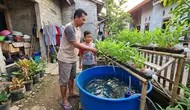 Cara Menanam Kangkung dengan Sistem Aquaponik Sederhana Bersama Ikan Lele di Rumah