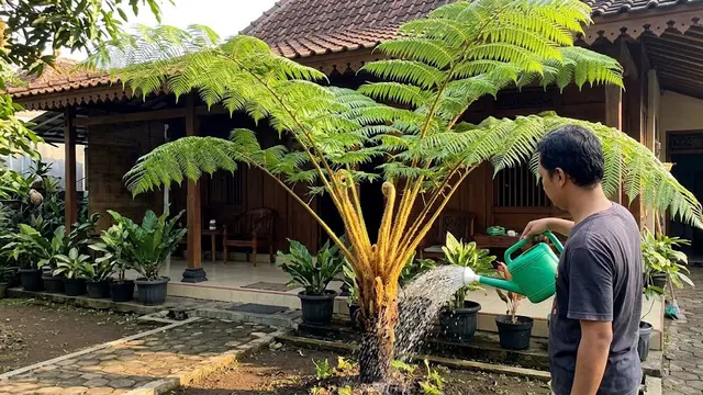 Cara Menanam Pakis Monyet di Lokasi Panas
