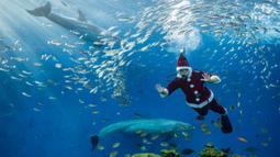 Seorang penyelam berpakaian seperti Sinterklas memberi makan ikan dalam akuarium di Yokohama Hakkeijima Sea Paradise, Yokohama, Jepang, 10 Desember 2021. Walau populasi umat Kristiani hanya 1 persen, perayaan Natal di Jepang tetap meriah. (Philip FONG/AFP)