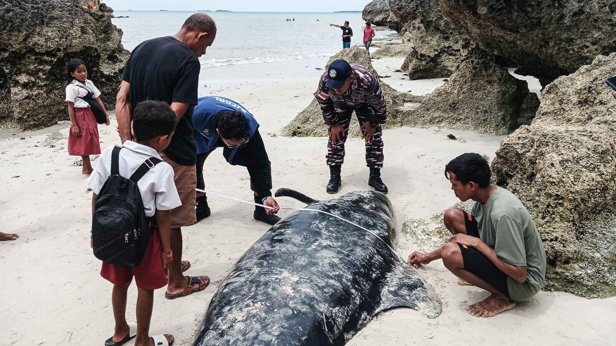 Terdampar di Rote Ndao, Puluhan Paus Pilot Mati